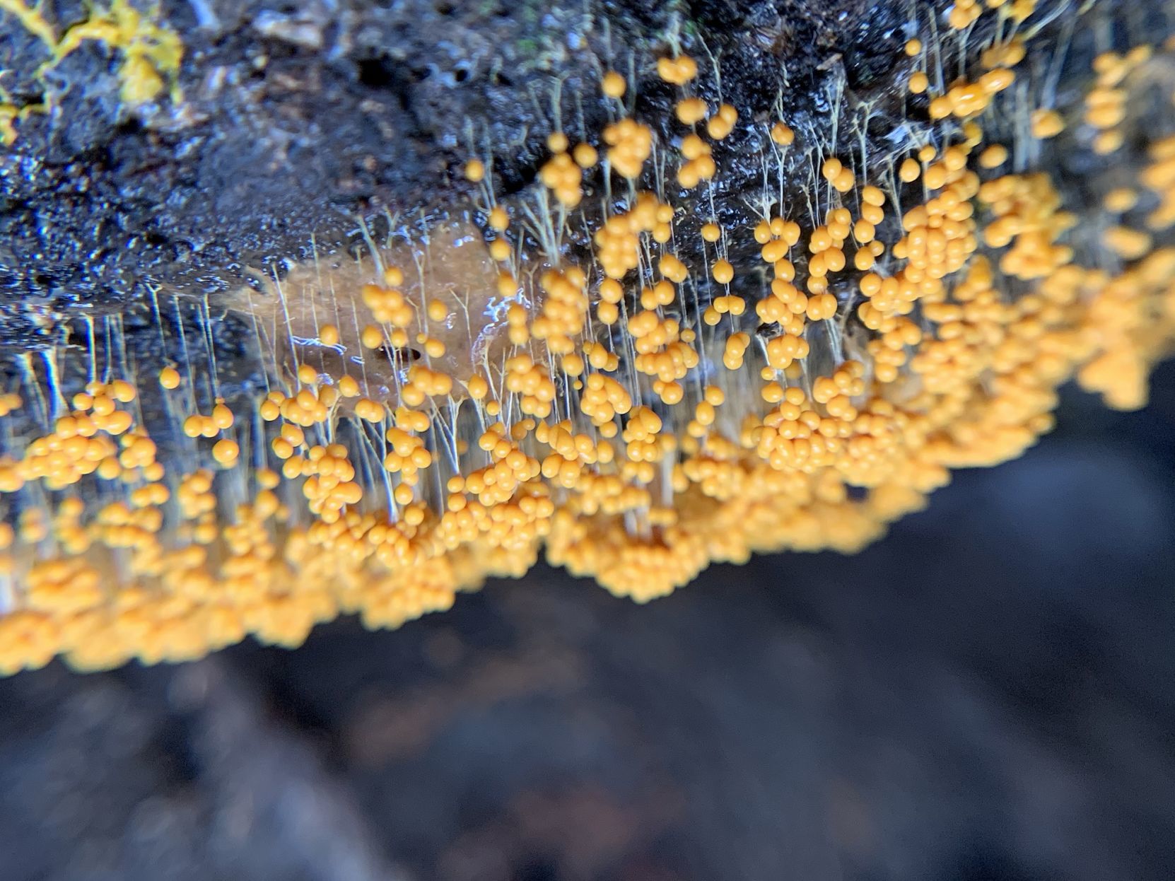Sporangia